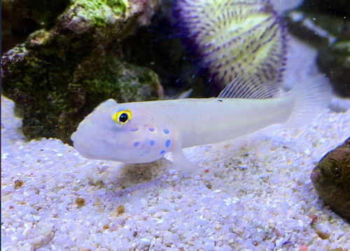 + Sleeper Blue Dot Goby