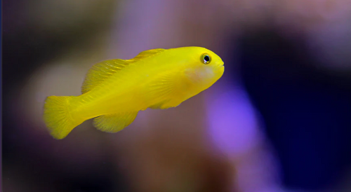 + Yellow Clown Goby