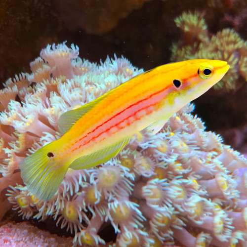 + Twospot (Candy) Hogfish