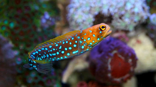 + Blue Spot Jawfish