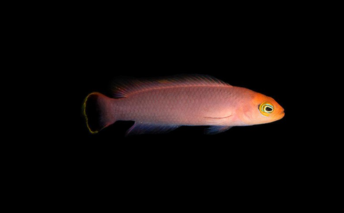 + ORA Tank Raised Elongate Dottyback *PLEASE CONTACT FOR AVAILABILITY BEFORE ORDERING