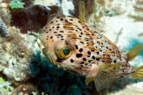 + Porcupine Puffer