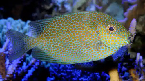+ Golden Rabbitfish