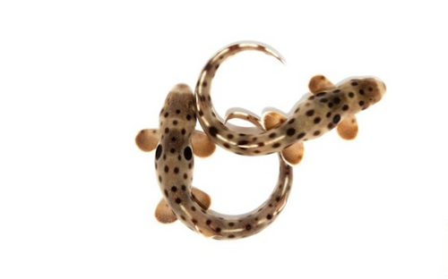 + ORA Epaulette Shark Tank Raised *PLEASE CONTACT FOR AVAILABILITY BEFORE ORDERING