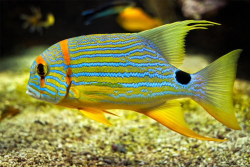 + Sailfin Snapper