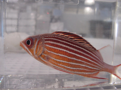 + Crown Squirrelfish