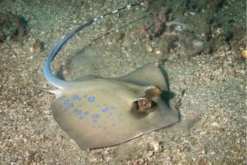 + Blue Spot Stingray: Diamond