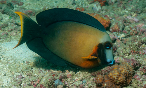 + Chocolate Yellow Mimic Tang