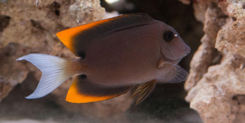 + Flame Fin (Tomini) Tang