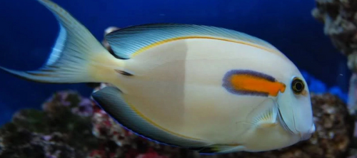 + Orange Shoulder Tang