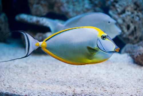 + Blonde Naso Tang: Male With Streamer
