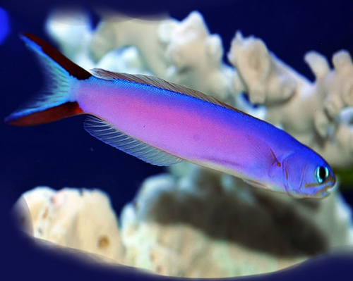 + Purple Tilefish