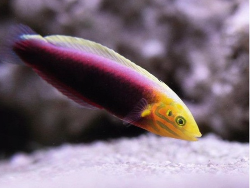 + Radiant Wrasse