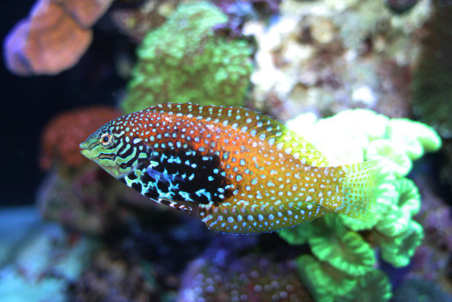 + Divided Leopard Wrasse: Female