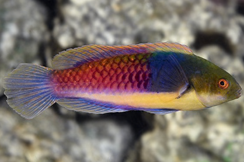 + Blue Sided Fairy Wrasse
