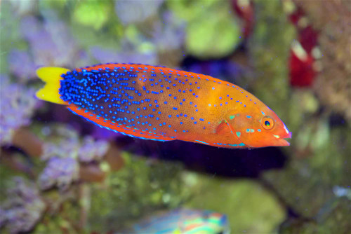 + Red Coris Wrasse: Juvenile/Adult