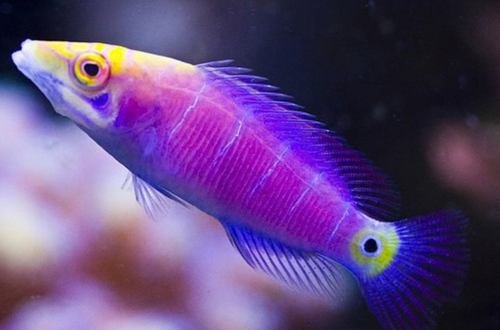 + Mystery Wrasse
