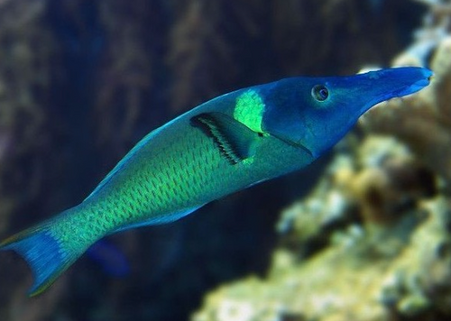 + Green Bird Wrasse: Male