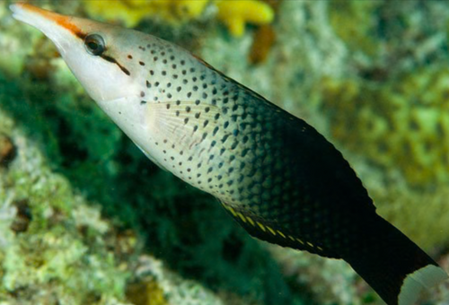 Black Bird Wrasse: Female