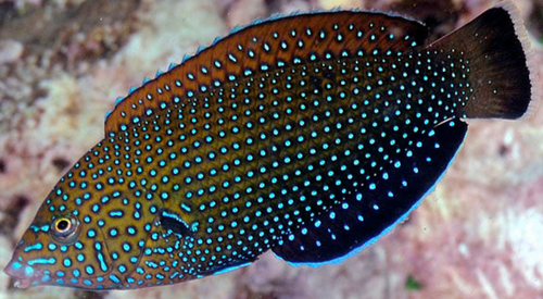 + Bluespotted Wrasse