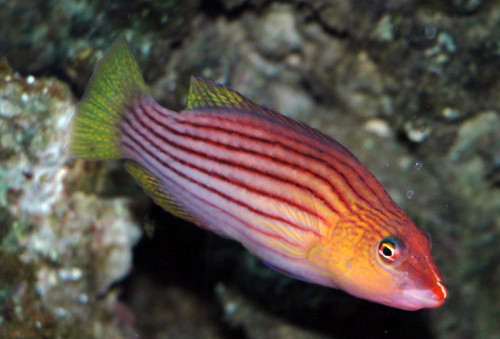 + Eight Line Wrasse