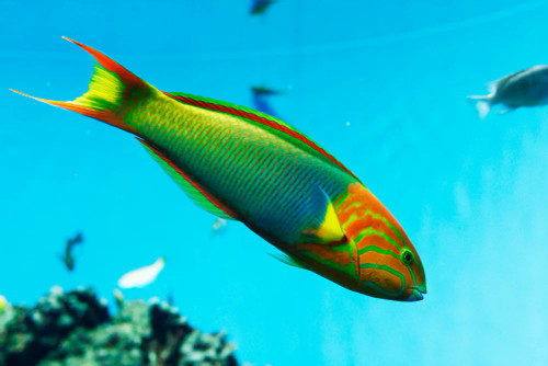 + Lime Green Wrasse