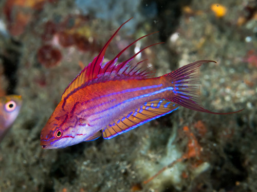 + Line Spot Flasher Wrasse