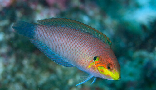 + Moyeri Leopard Wrasse