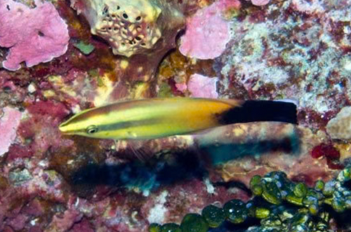 + Red Lip Cleaner Wrasse