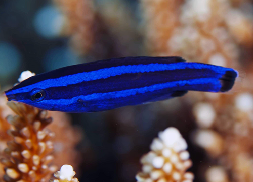 + Red Sea Cleaner Wrasse