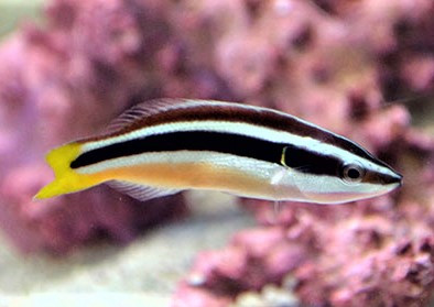 + Yellowtail Cleaner Wrasse