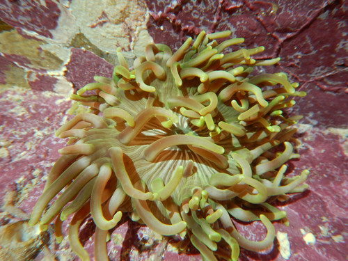 * Long Tentacle Anemone: Colored