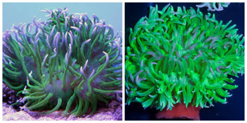 * Long Tentacle Anemone: Ultra