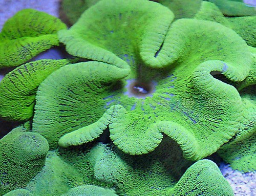 anemone Rose Bubble Tip Anemone (Entacmaea quadricolor) - Aqua Imports