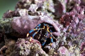 * Dwarf Blue Leg Hermit Crab
