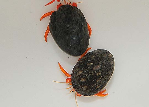 * Neon Orange Reef Hermit Crab