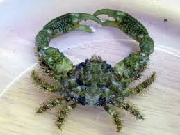 * Emerald Crab