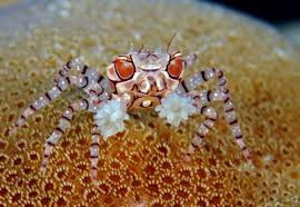 * Pom Pom Crab