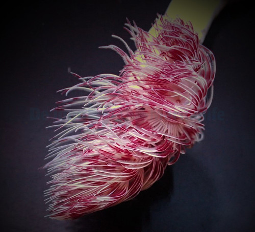 * Pink & White Coco Worm