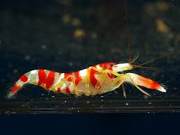 Pistol Shrimp: Randalli