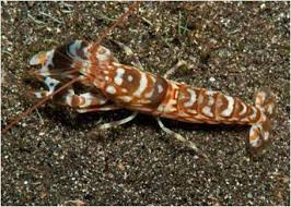 * Pistol Shrimp: Tiger