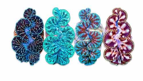 * Maxima Clam: Ultra Grade 5 Inch