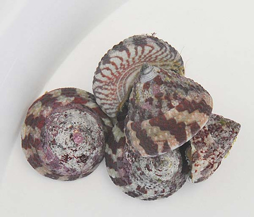* Banded Trochus Snail