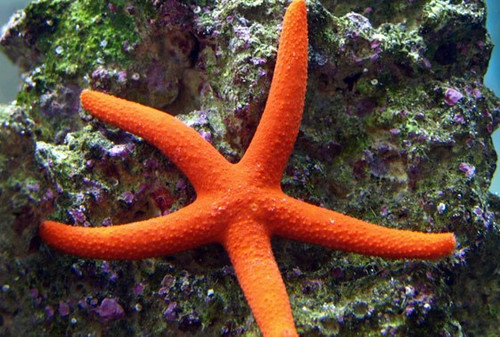 * Orange Linckia Starfish