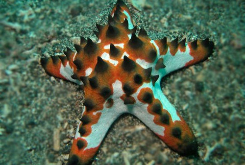 * Chocolate Chip Starfish