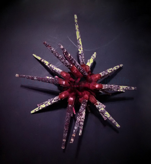 * Pencil Urchin