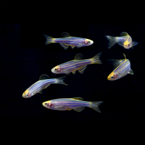 * GloFish® Zebra Danio *LOCAL ONLY, NO OUT OF STATE SHIPPING