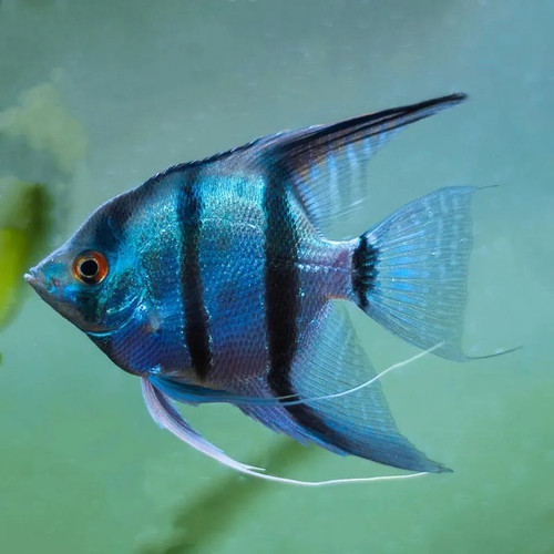* Blue Pinoy Angelfish *LOCAL ONLY, NO OUT OF STATE SHIPPING