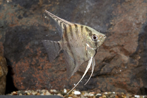 * Zebra Lace Angelfish *LOCAL ONLY, NO OUT OF STATE SHIPPING