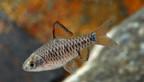 * Checkerboard Barb *LOCAL ONLY, NO OUT OF STATE SHIPPING